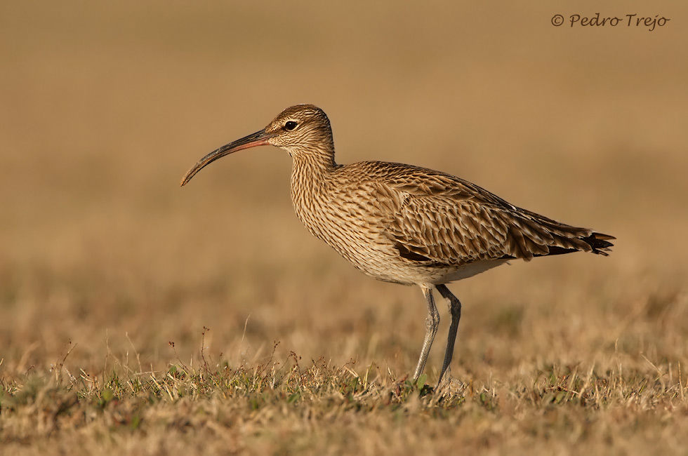 Zarapito trinador (Numenius phaeopus)